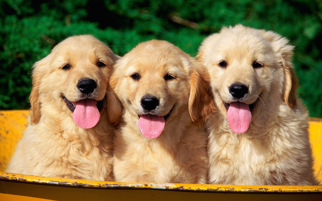 Golden Retriever Puppies